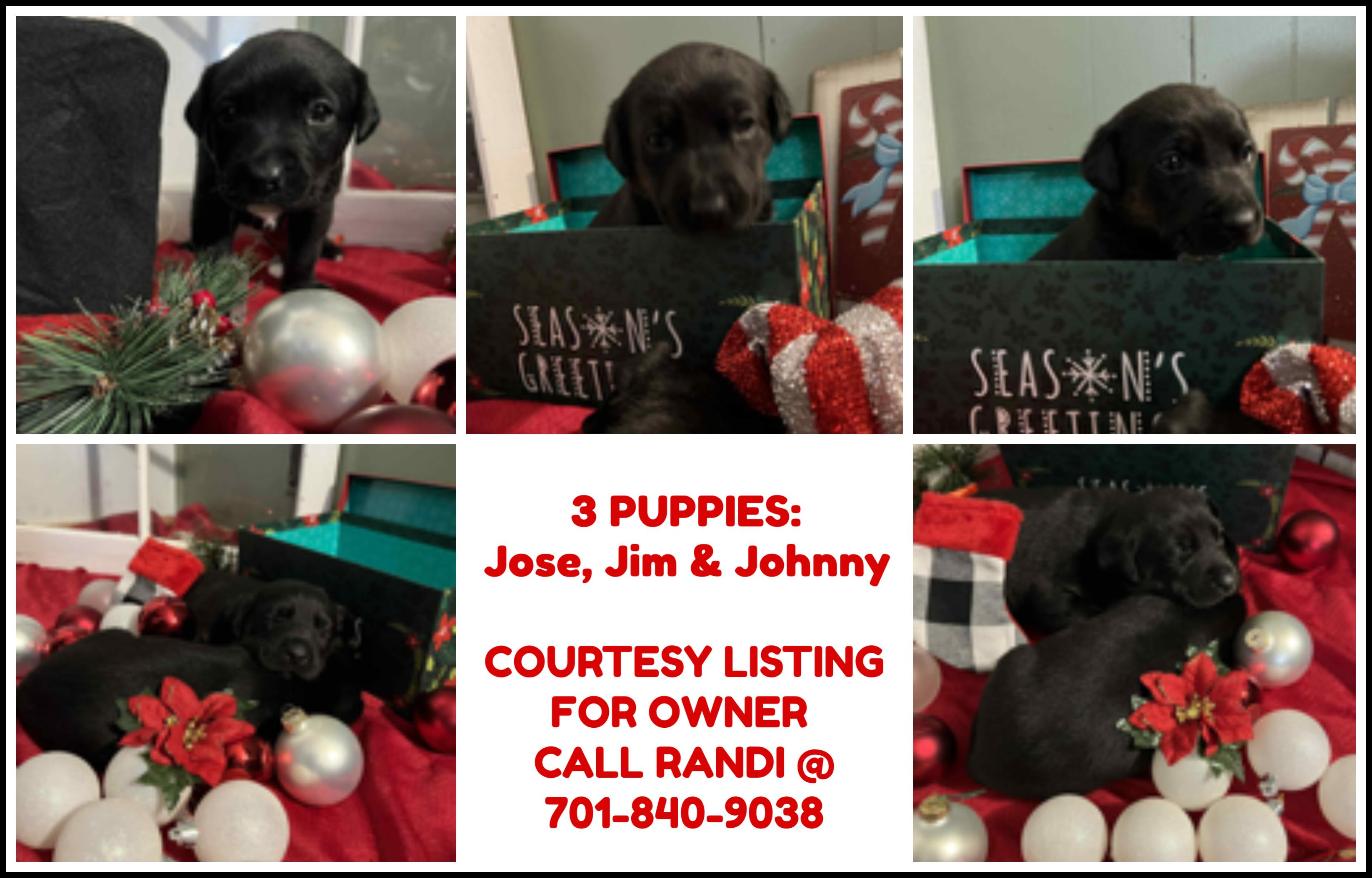 Jose, Jim & Johnny - COURTESY LISTING, ADOPTABLE, Puppy Male Labrador Retriever & Shepherd.