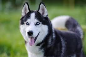 Enlarge Kodiak-Pending!, an adoptable Siberian Husky in Detroit, MI image 1/2