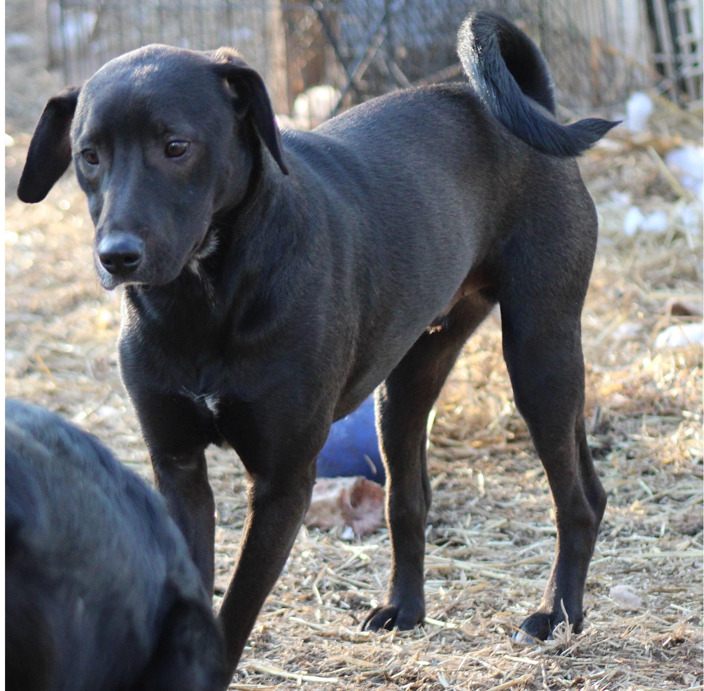 Enlarge Koda, a Adoptable mixed breed in Fredericksburg, VA image 3/6