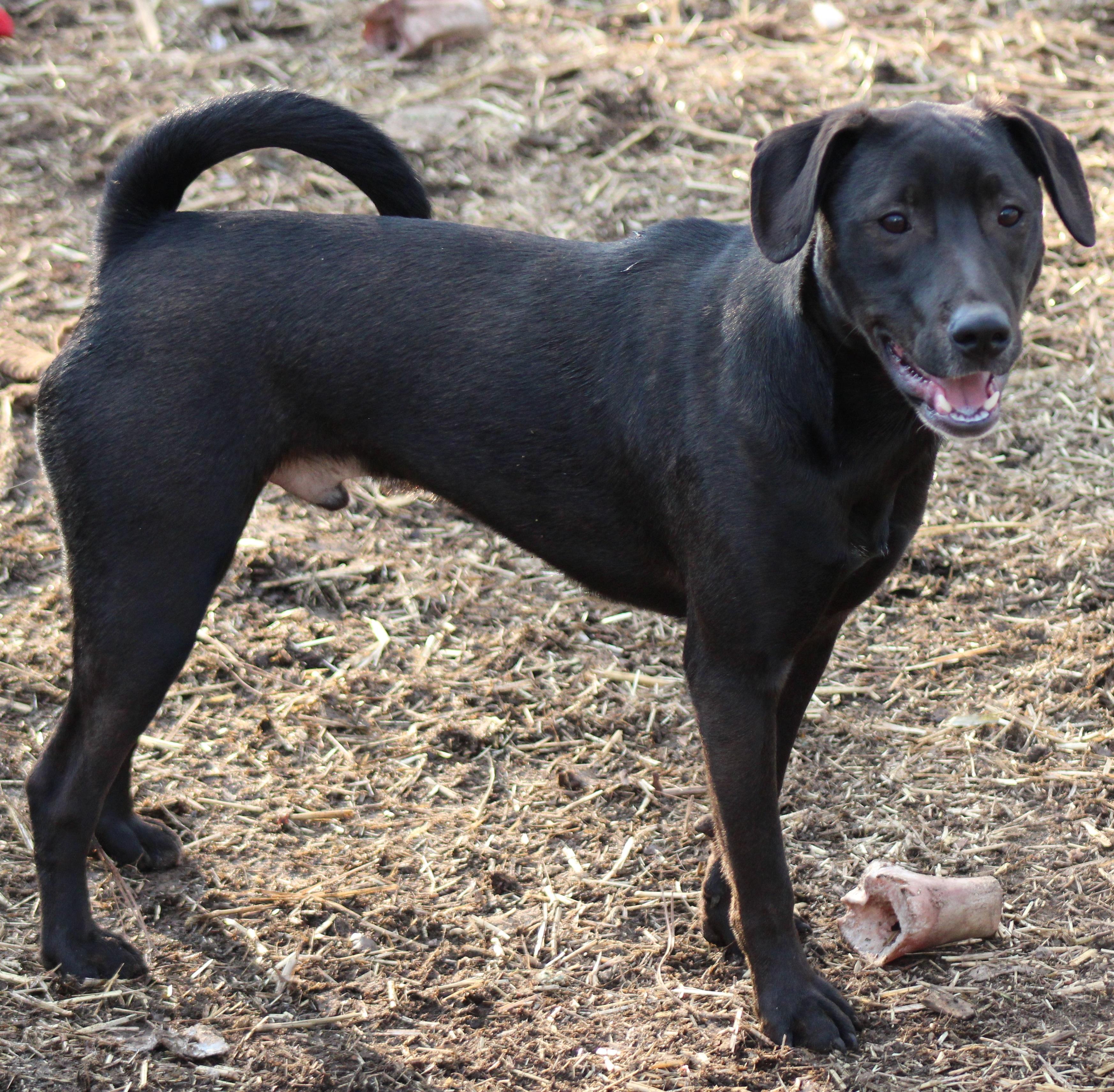 Enlarge Koda, a Adoptable mixed breed in Fredericksburg, VA image 2/6
