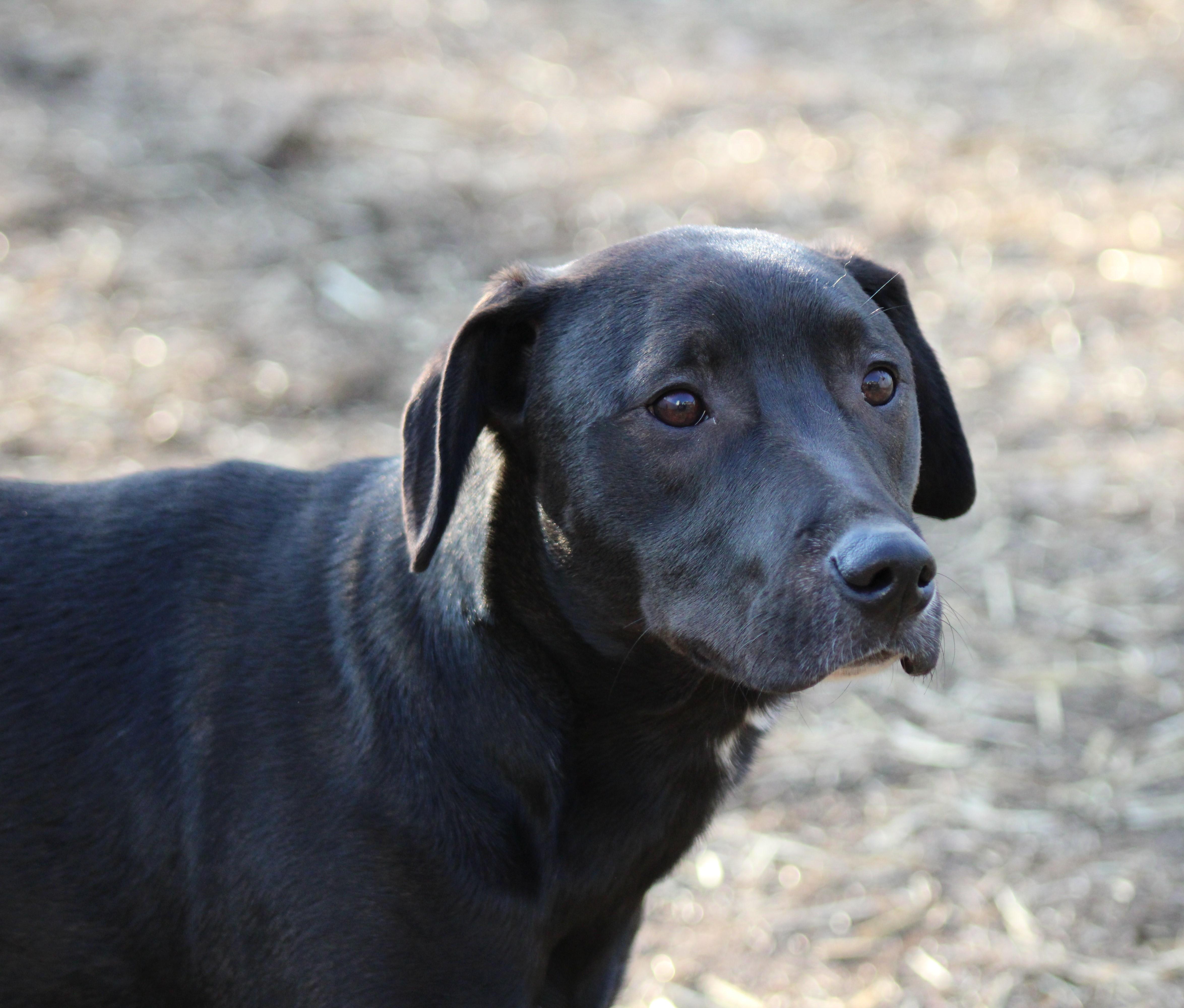 Enlarge Koda, a Adoptable mixed breed in Fredericksburg, VA image 4/6