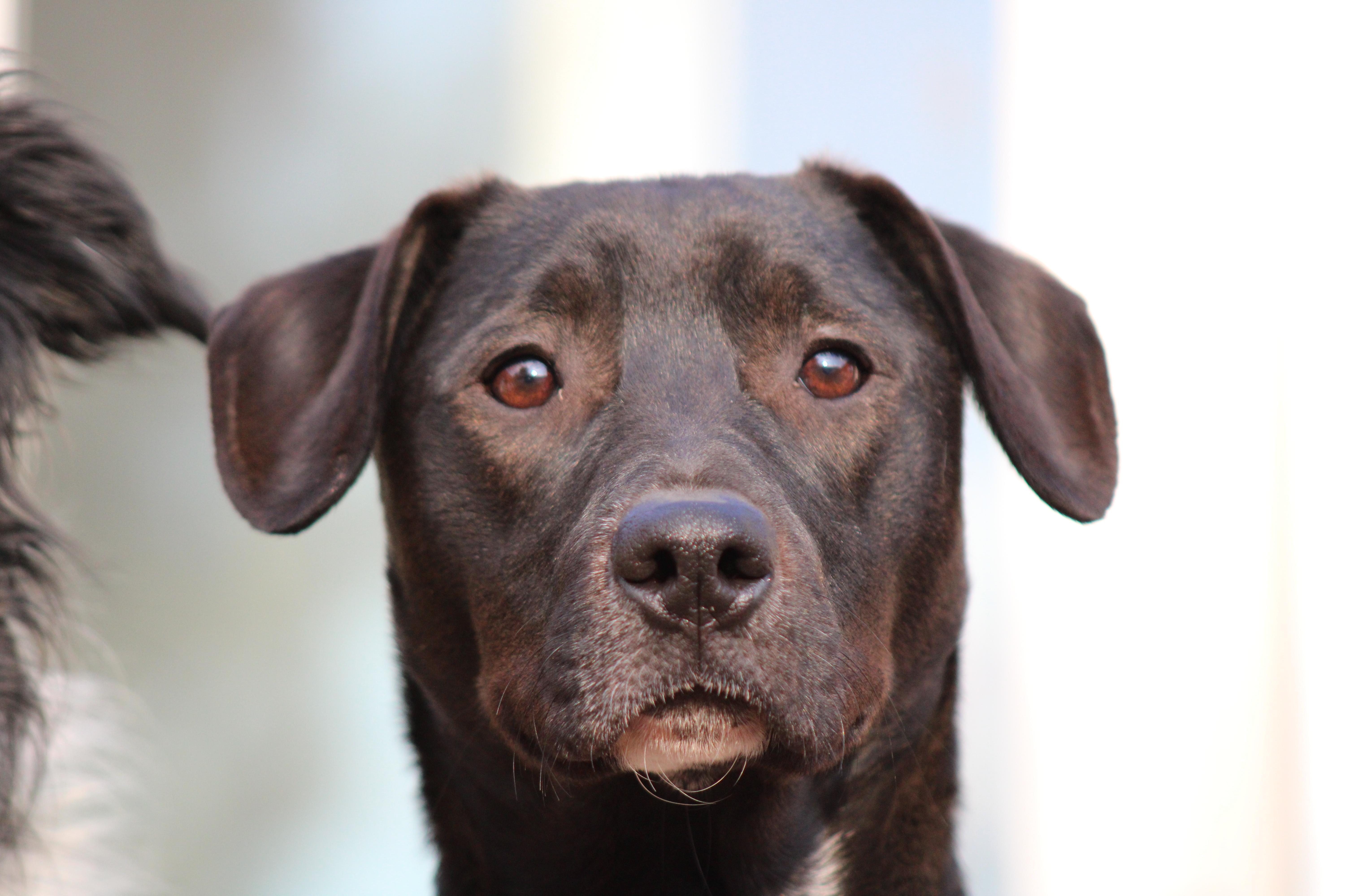 Dog for adoption - Koda, a Black Labrador Retriever