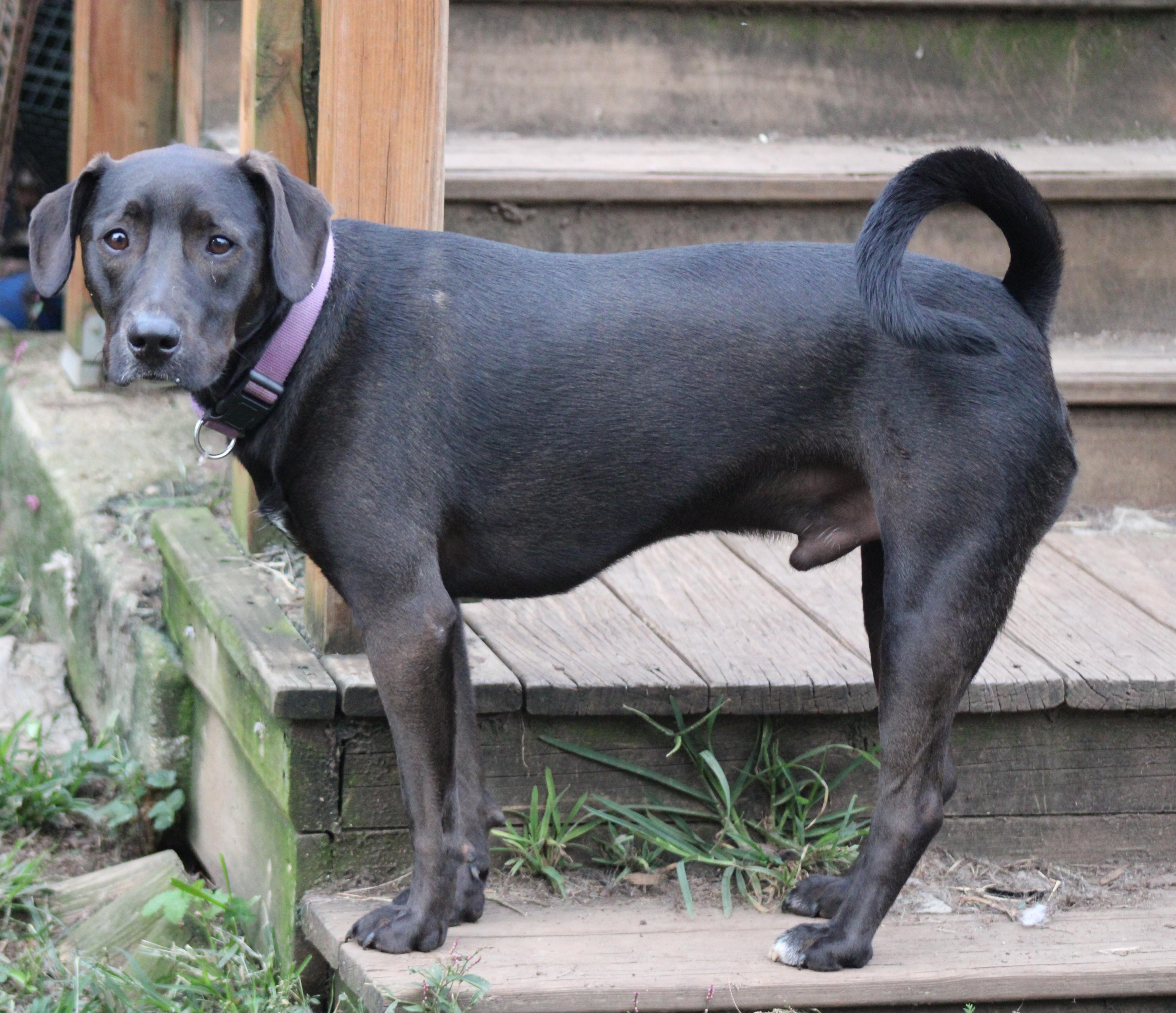 Koda, Adoptable, Young Male Black Labrador Retriever & Rottweiler.
