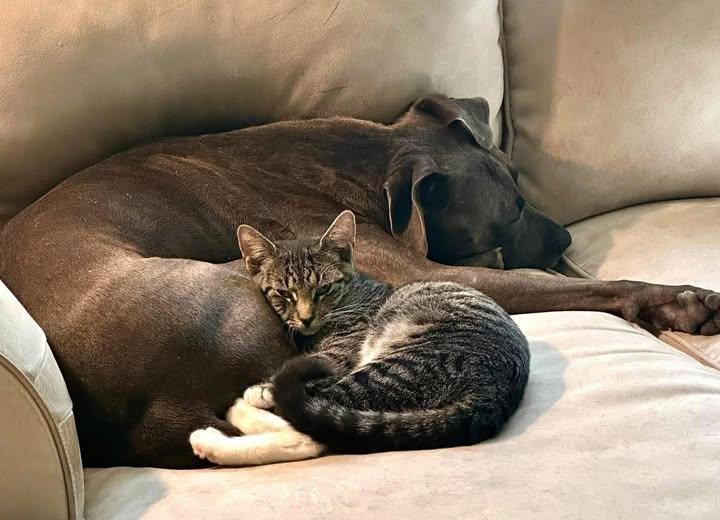 Enlarge Thelma, a ADOPTABLE Domestic Short Hair in Toms River, NJ image 2/2