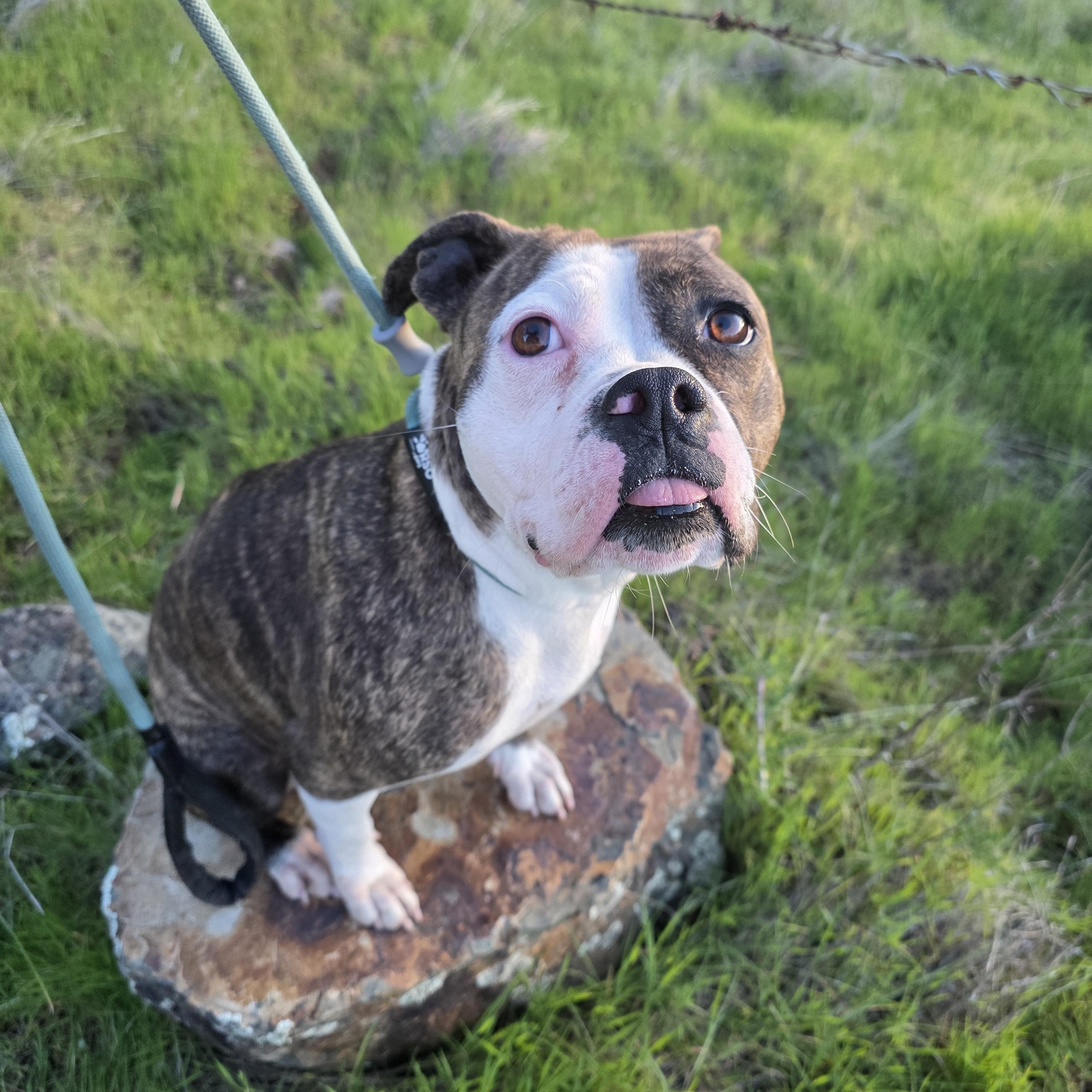 Donna Summers, ADOPTABLE, Adult Female American Staffordshire Terrier.