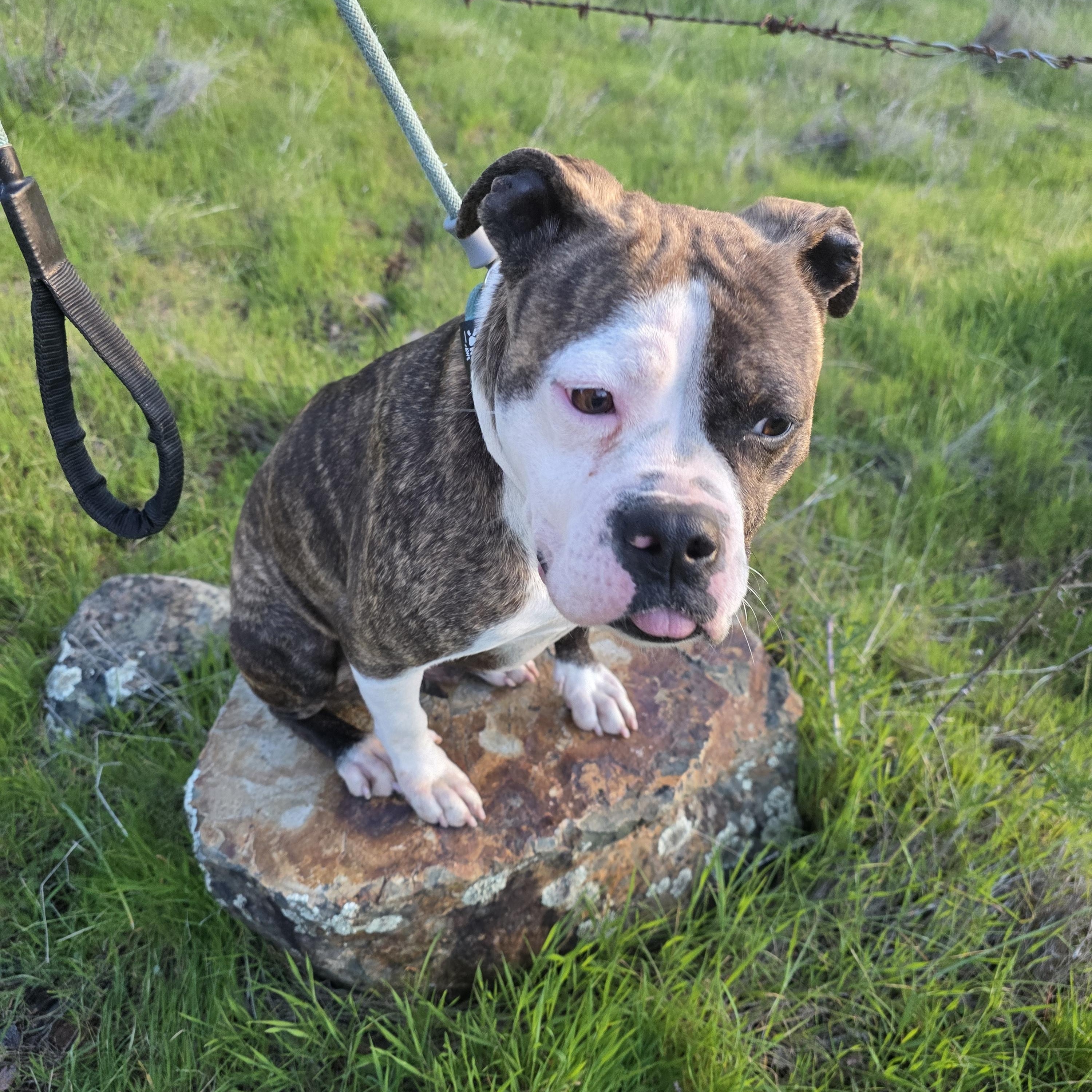 Donna Summers, a ADOPTABLE American Staffordshire Terrier in San Juan Bautista, CA image 3/3