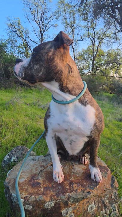 Enlarge Donna Summers, a ADOPTABLE American Staffordshire Terrier in San Juan Bautista, CA video 2/3
