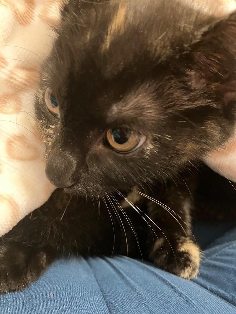 Starling — thumbnail 2