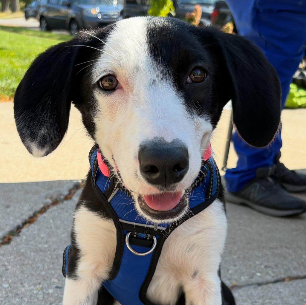 Buffy, Adoptable, Puppy Female Mixed Breed.