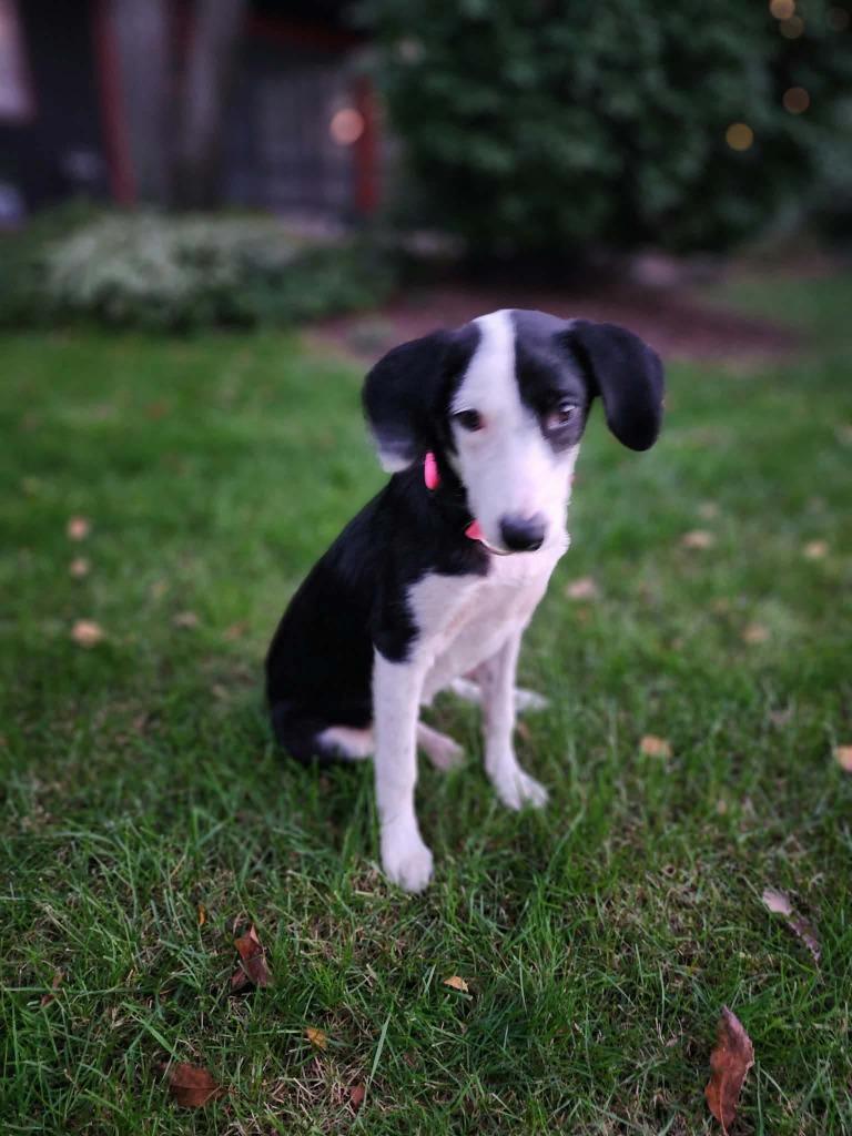 Enlarge Buffy, a Adoptable mixed breed in sun prairie, WI image 2/2