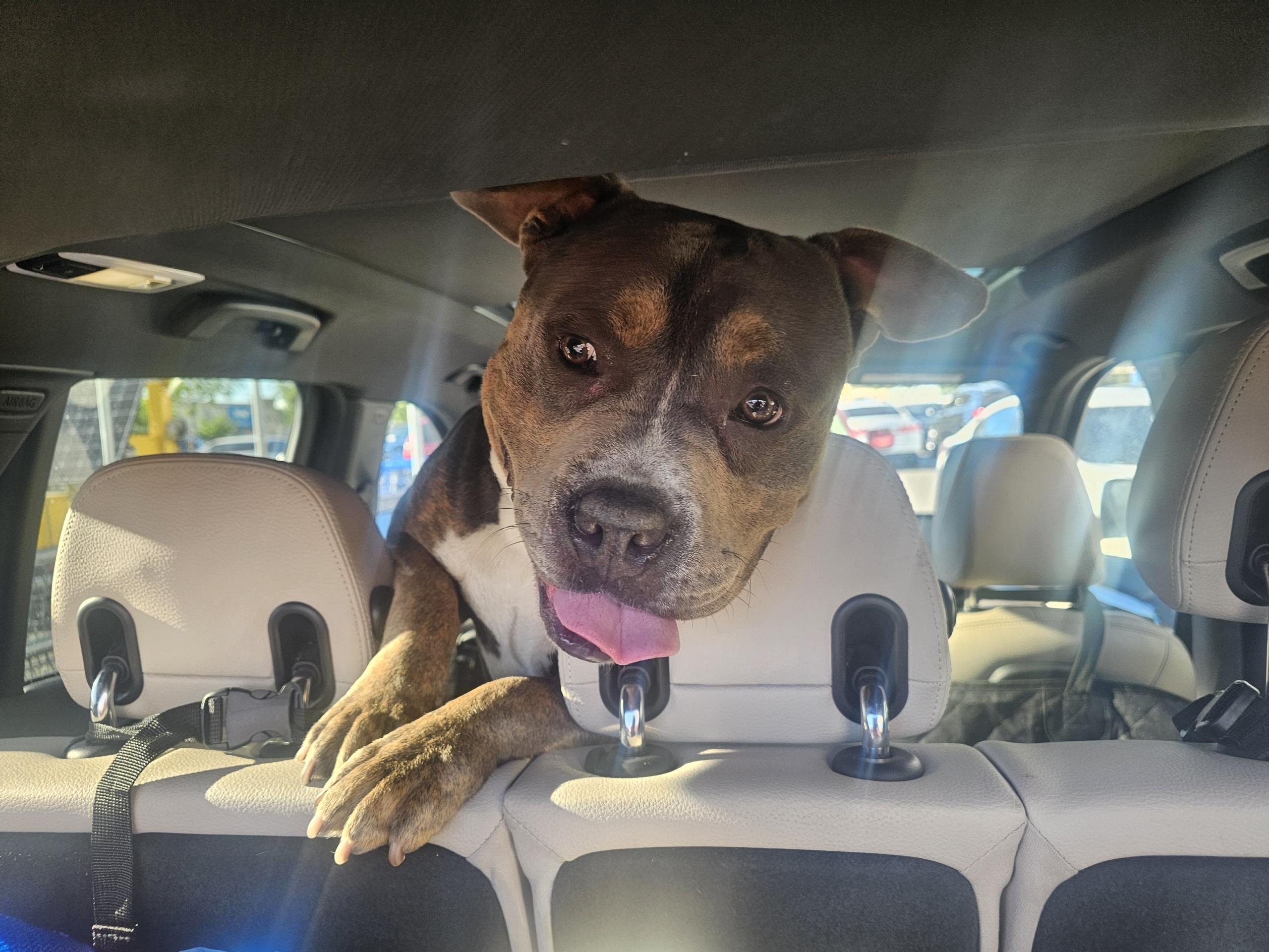 Enlarge Bruce, a Adoptable Pit Bull Terrier in Los Angeles , CA image 2/6