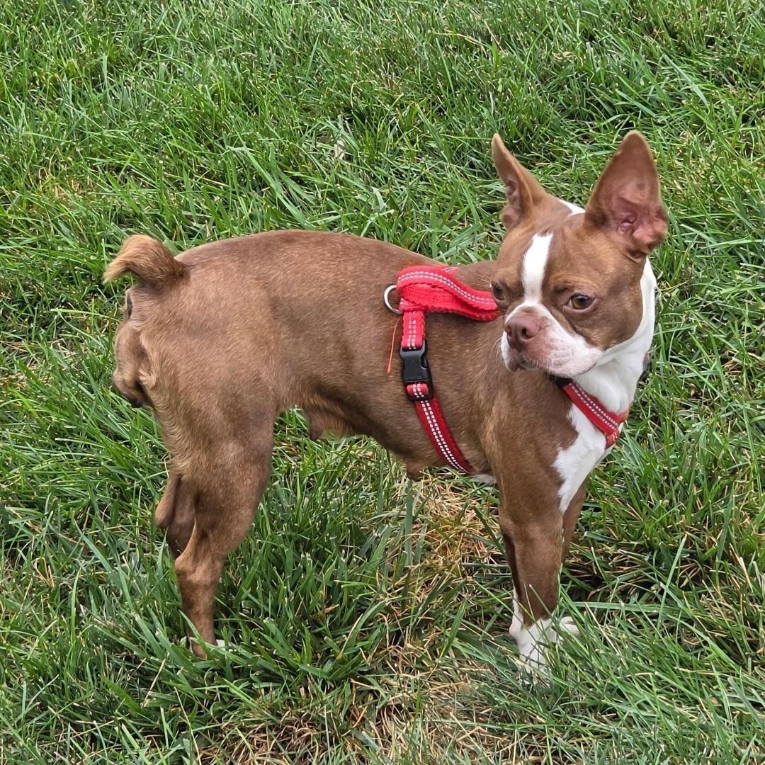 Bertie - pending, a ADOPTABLE Boston Terrier in Elkhorn, NE image 5/6