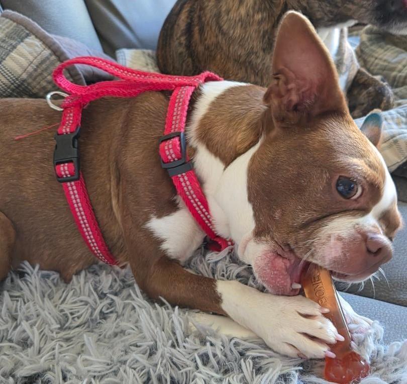 Bertie - pending, a ADOPTABLE Boston Terrier in Elkhorn, NE image 6/6