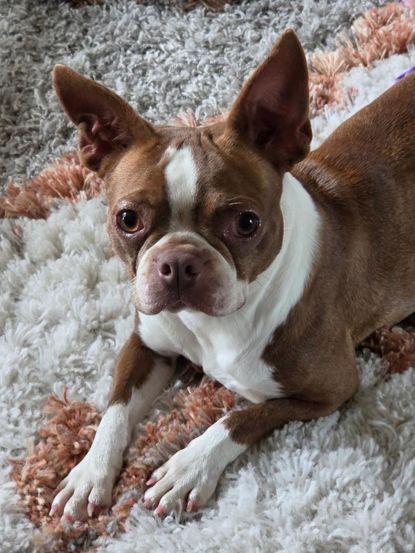 Bertie - pending, ADOPTABLE, Adult Female Boston Terrier.