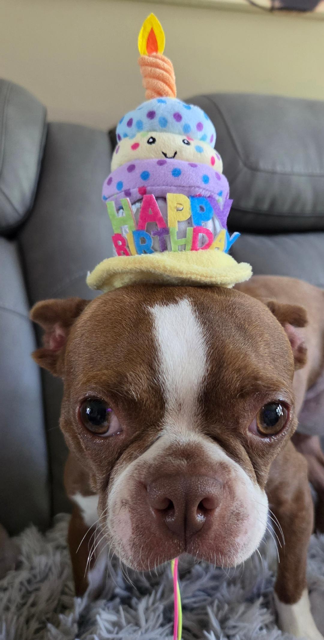 Bertie - pending, a ADOPTABLE Boston Terrier in Elkhorn, NE image 3/6