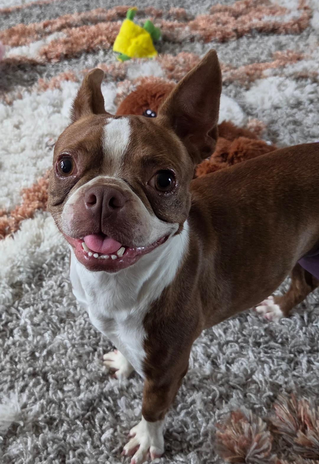 Bertie - pending, a ADOPTABLE Boston Terrier in Elkhorn, NE image 2/6