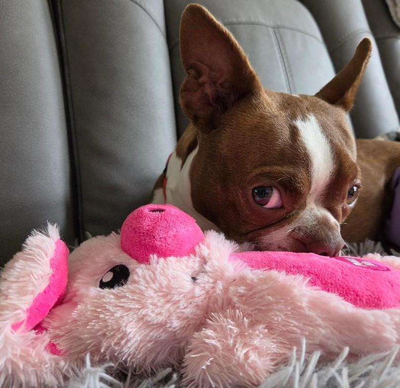 Bertie - pending, a ADOPTABLE Boston Terrier in Elkhorn, NE image 4/6