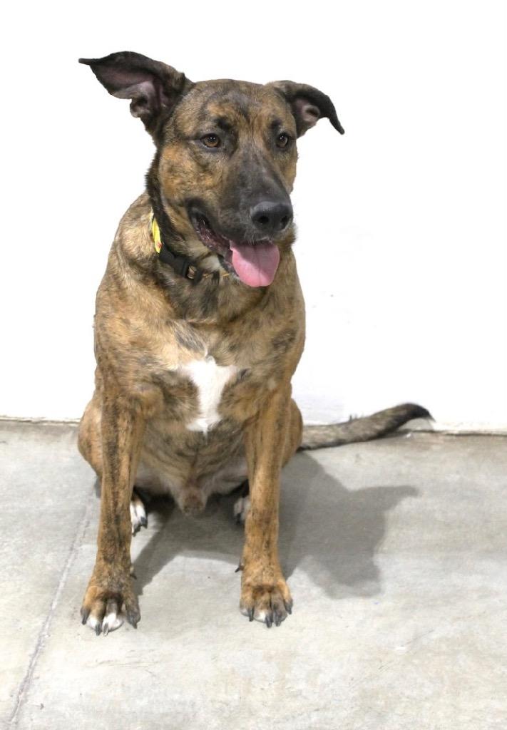 Enlarge Tank/Prince, a Adoptable mixed breed in Tucumcari, NM image 1/1