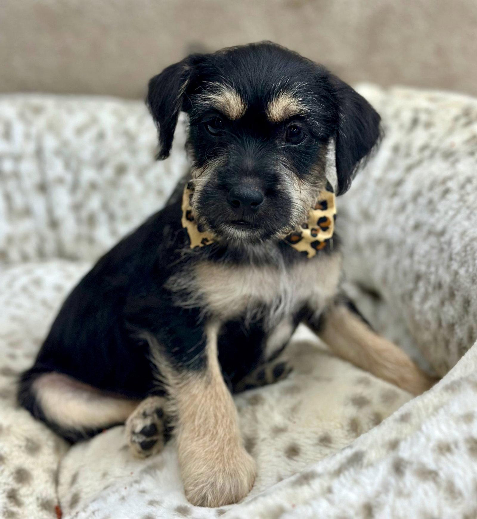 Clue: Dagger, an adopted mixed breed in Palo Alto, CA image 1/3