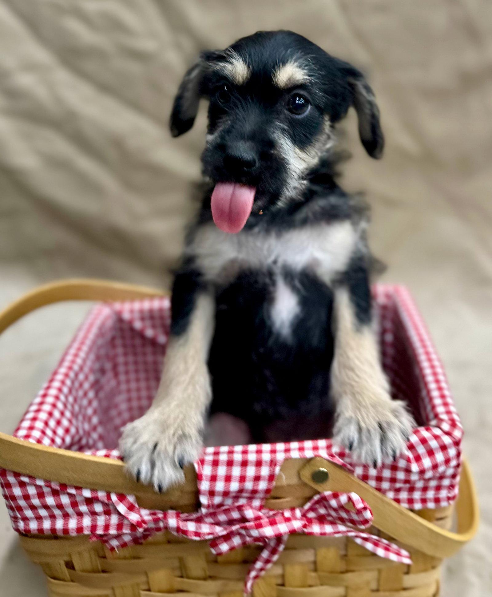 Clue: Dagger, an adopted mixed breed in Palo Alto, CA image 2/3