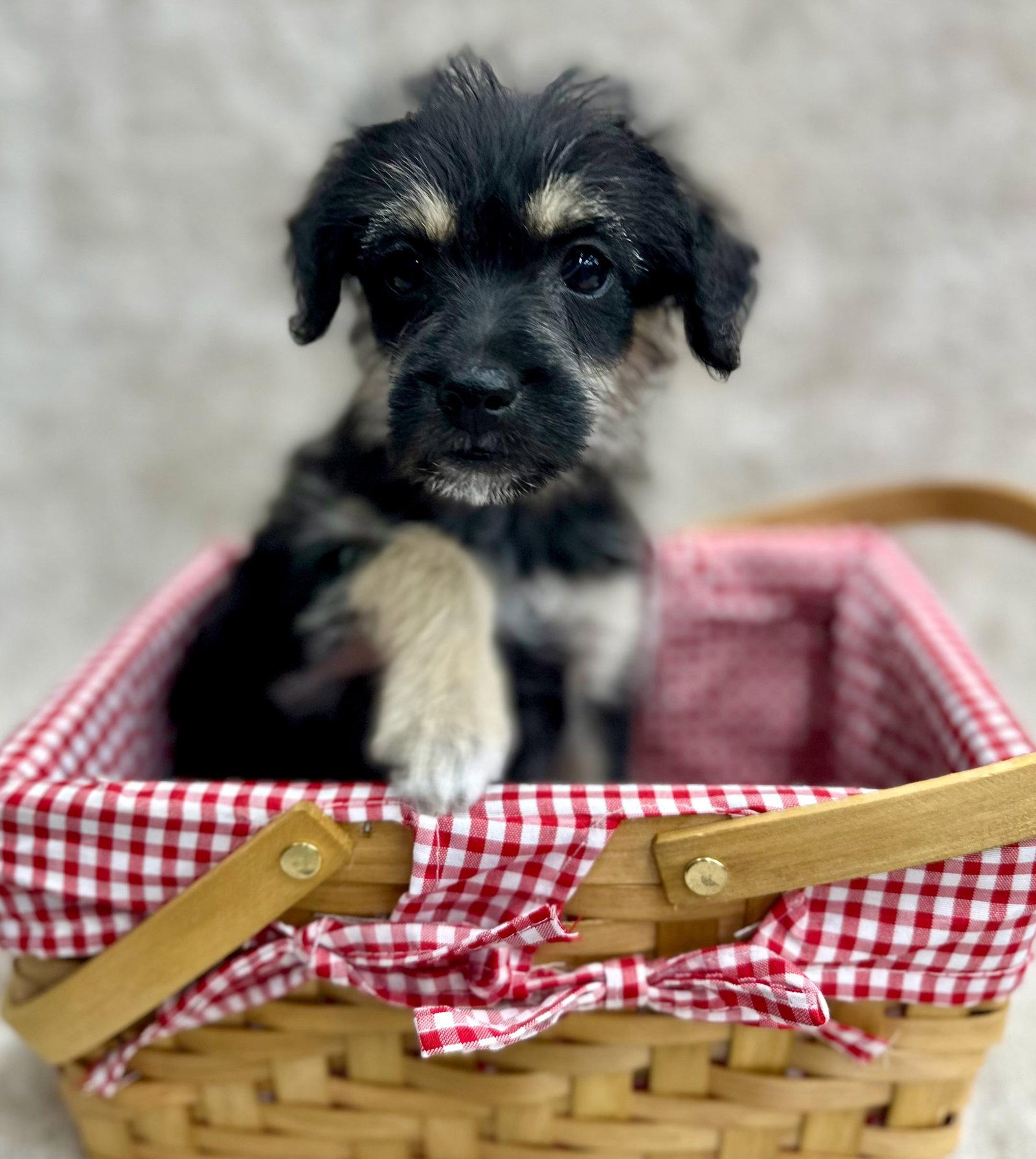 Clue: Dagger, an adopted mixed breed in Palo Alto, CA image 3/3