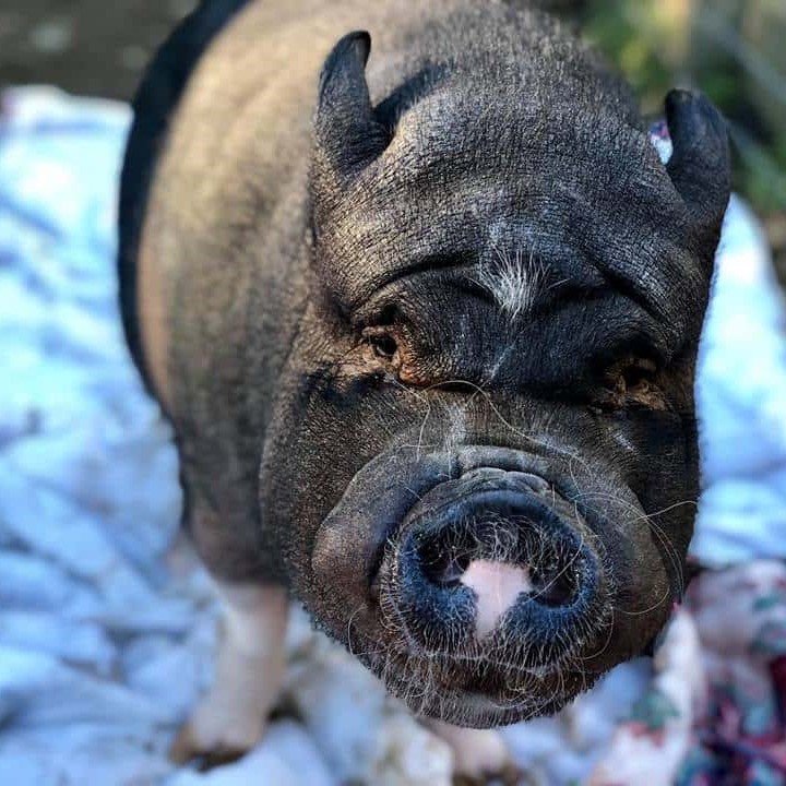 Enlarge Charlie, a Adoptable Pot Bellied in Sultan, WA image 1/4