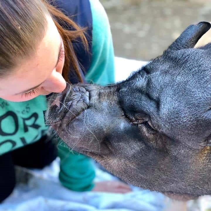 Enlarge Charlie, a Adoptable Pot Bellied in Sultan, WA image 2/4