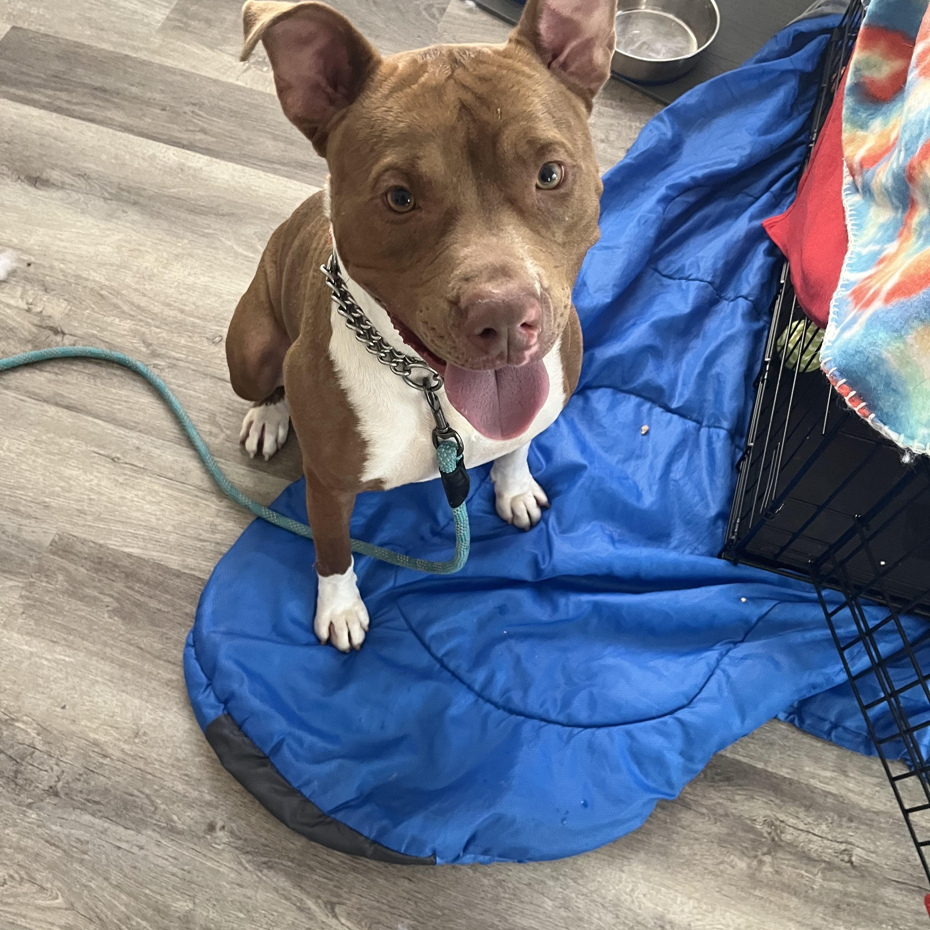 Louis aka Lazy Lovable Louis, ADOPTABLE, Young Male American Staffordshire Terrier.