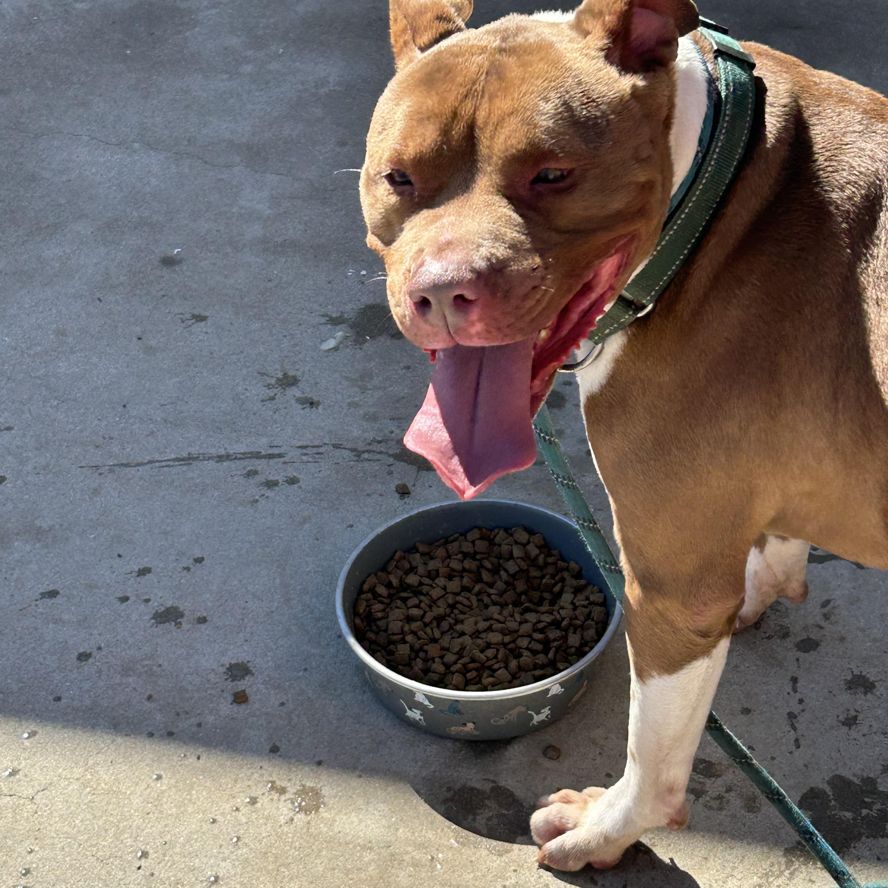 Enlarge Louis aka Lazy Lovable Louis, a ADOPTABLE American Staffordshire Terrier in Tucson, AZ image 5/5