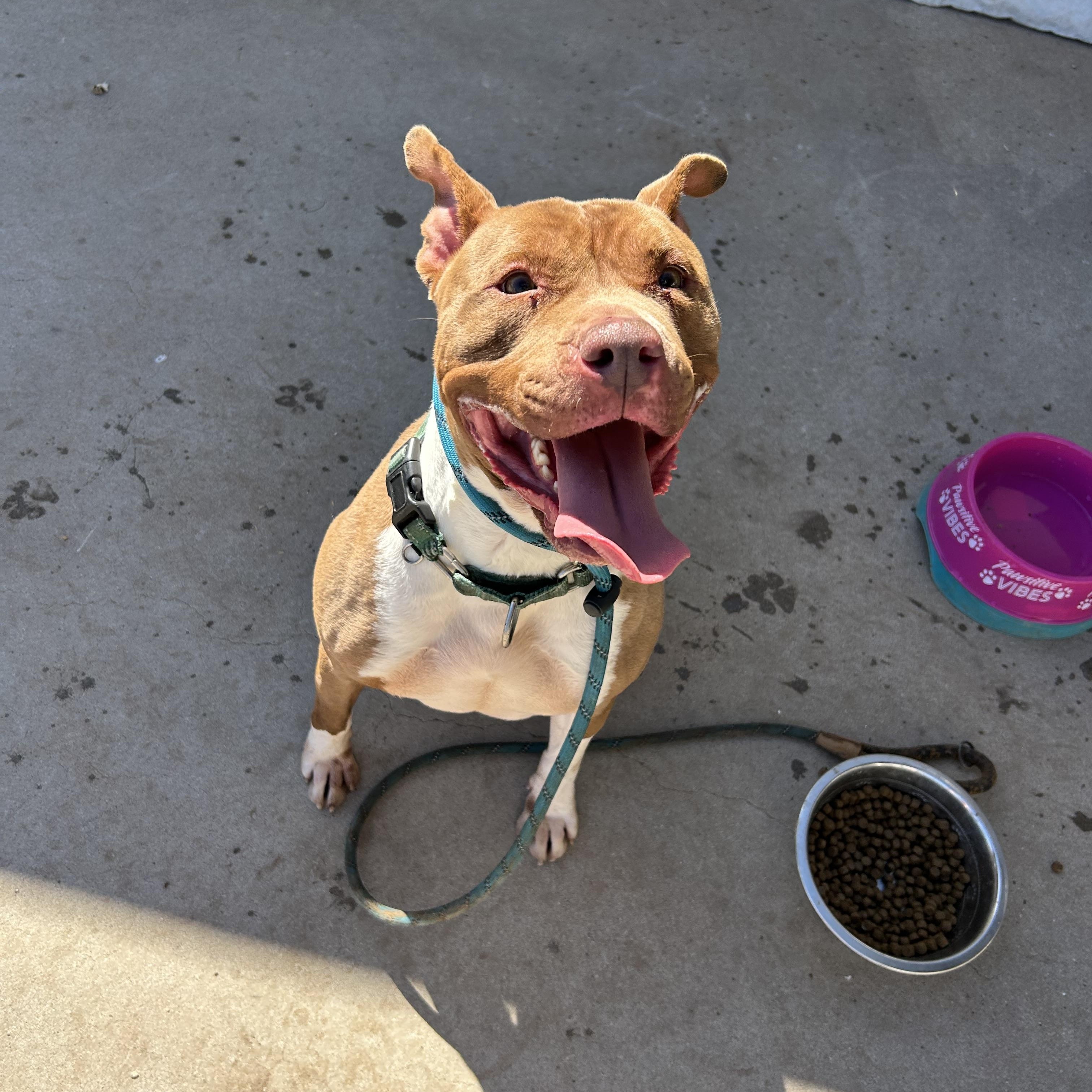 Enlarge Louis aka Lazy Lovable Louis, a ADOPTABLE American Staffordshire Terrier in Tucson, AZ image 2/5