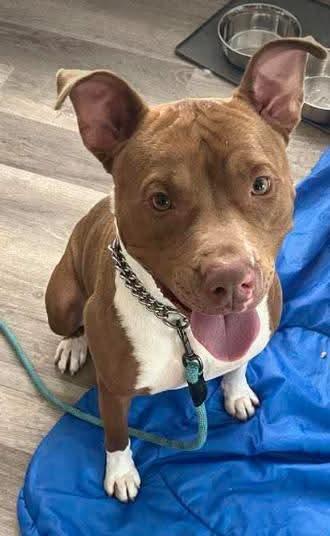 Enlarge Louis aka Lazy Lovable Louis, a ADOPTABLE American Staffordshire Terrier in Tucson, AZ image 3/5