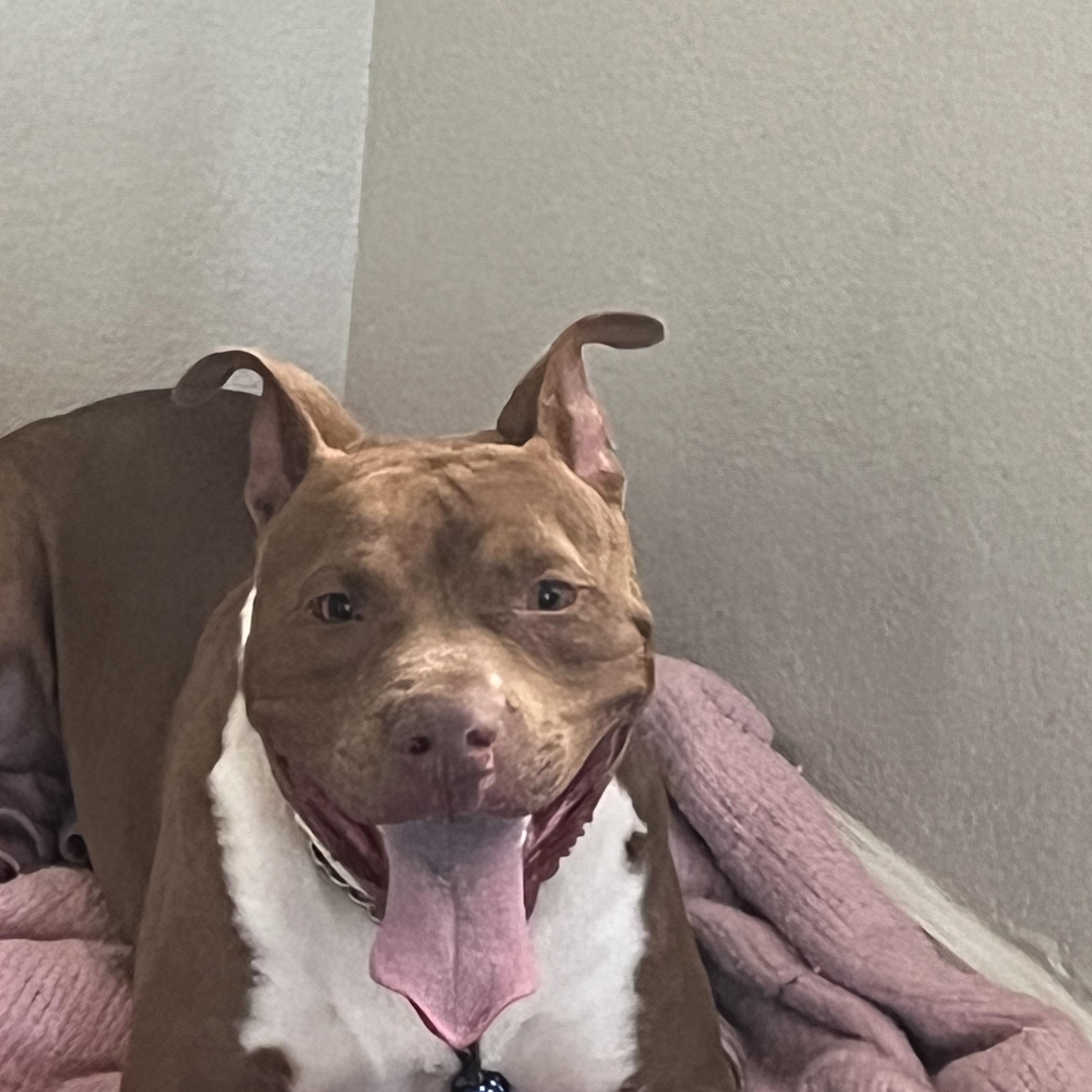 Enlarge Louis aka Lazy Lovable Louis, a ADOPTABLE American Staffordshire Terrier in Tucson, AZ image 4/5