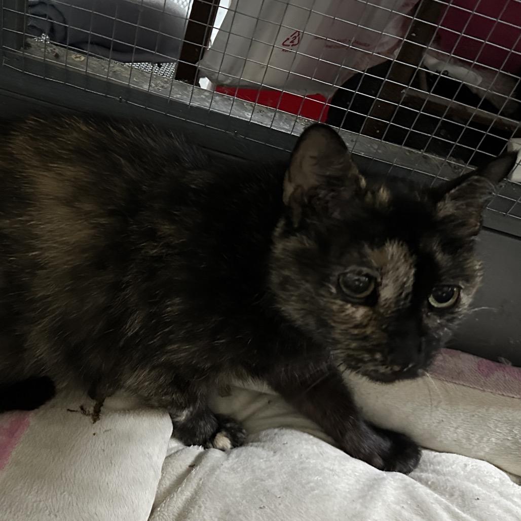 Enlarge Jewels, a Adoptable Domestic Short Hair in Nokesville, VA image 1/4