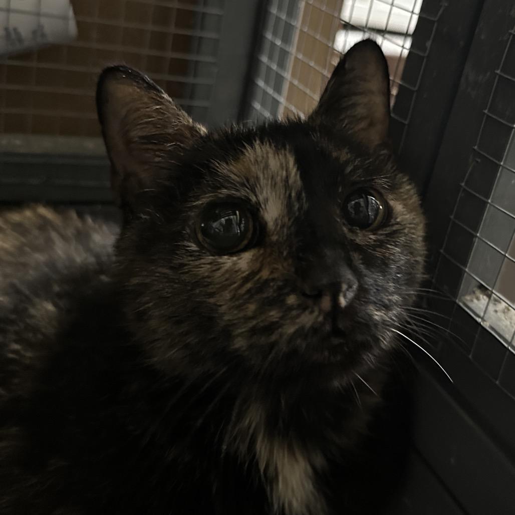 Enlarge Jewels, a Adoptable Domestic Short Hair in Nokesville, VA image 2/4