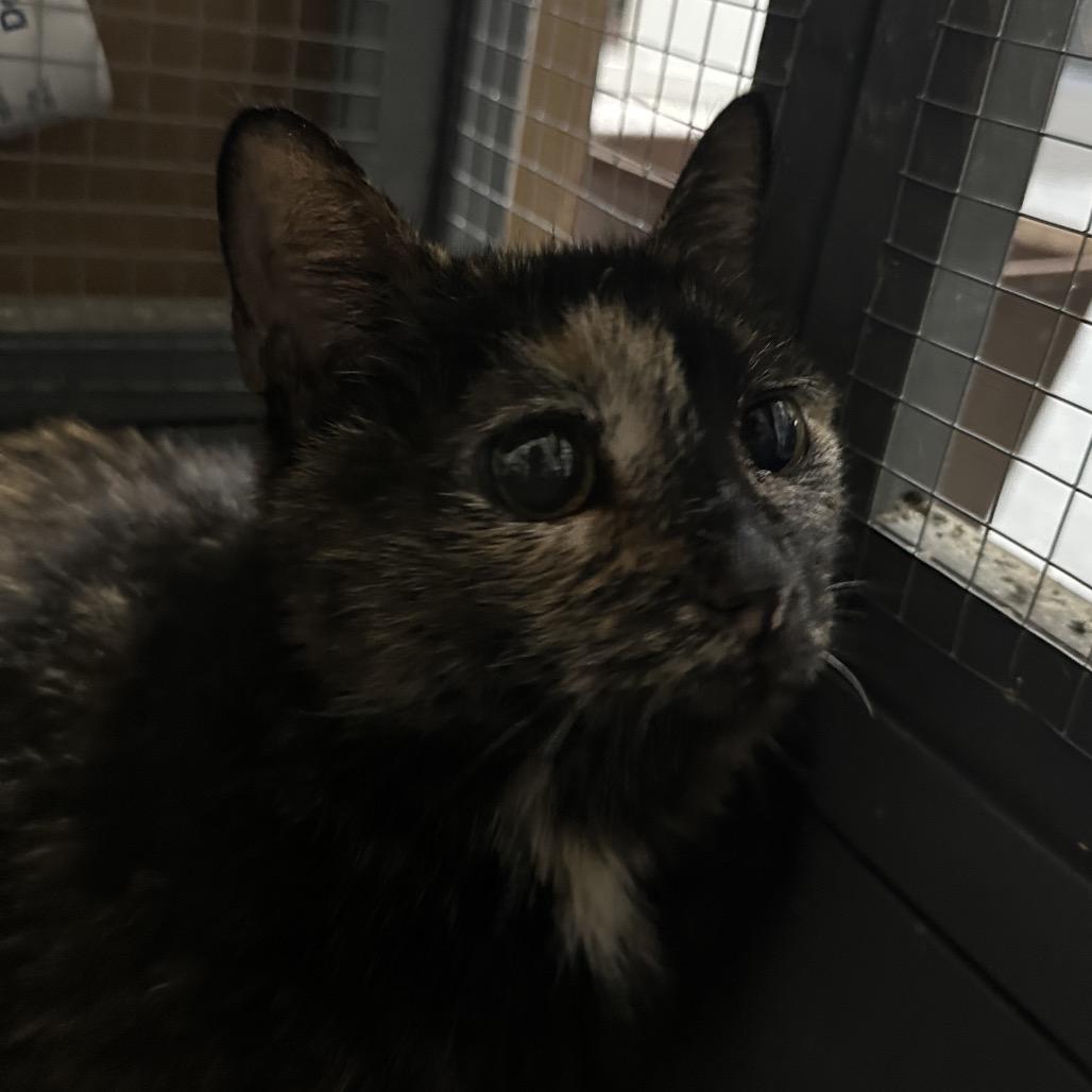 Enlarge Jewels, a Adoptable Domestic Short Hair in Nokesville, VA image 3/4