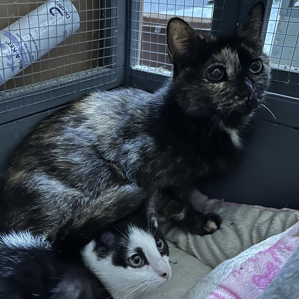 Enlarge Jewels, a Adoptable Domestic Short Hair in Nokesville, VA image 4/4