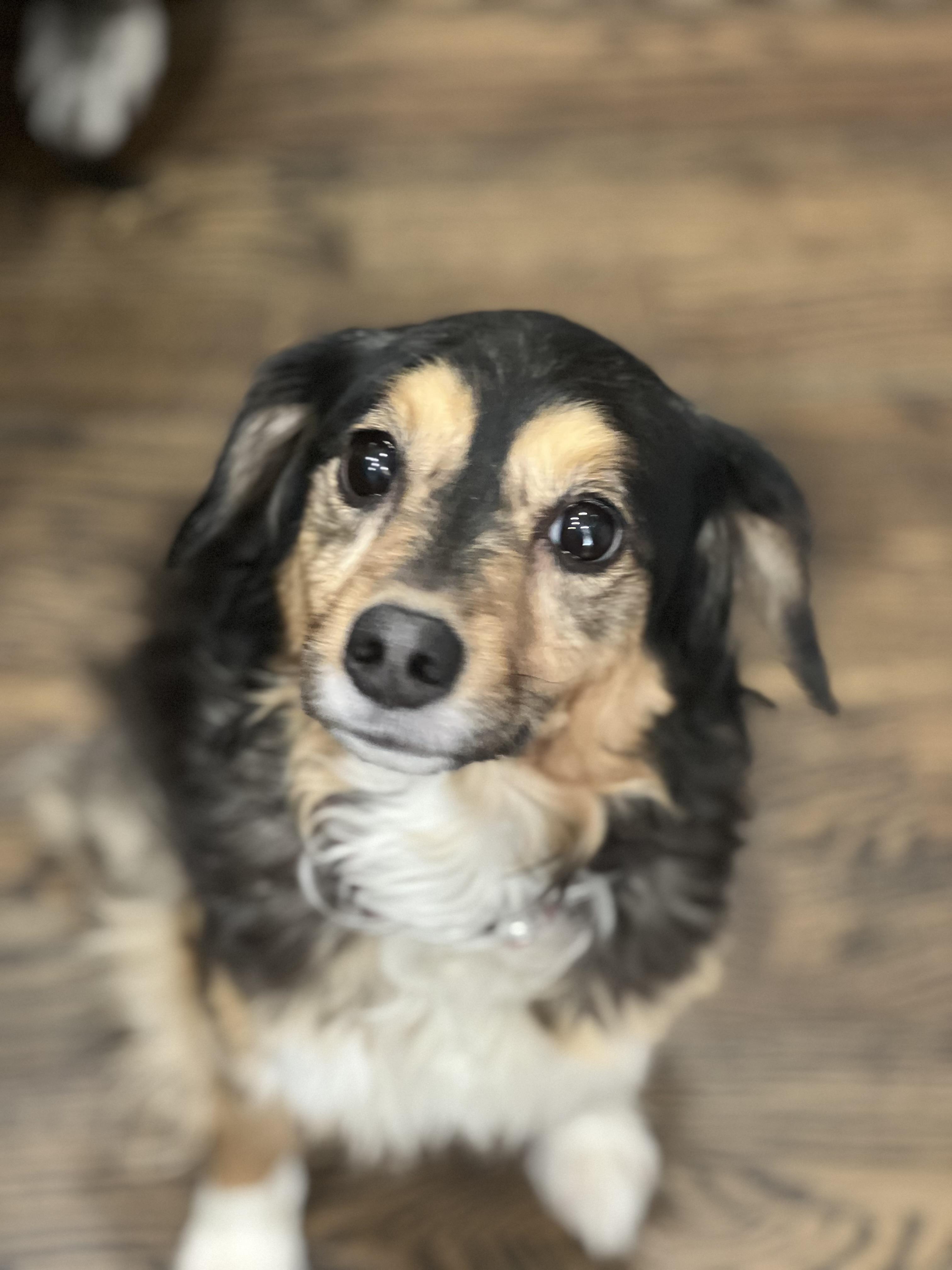 Sadie, Adoptable, Adult Female Australian Shepherd.