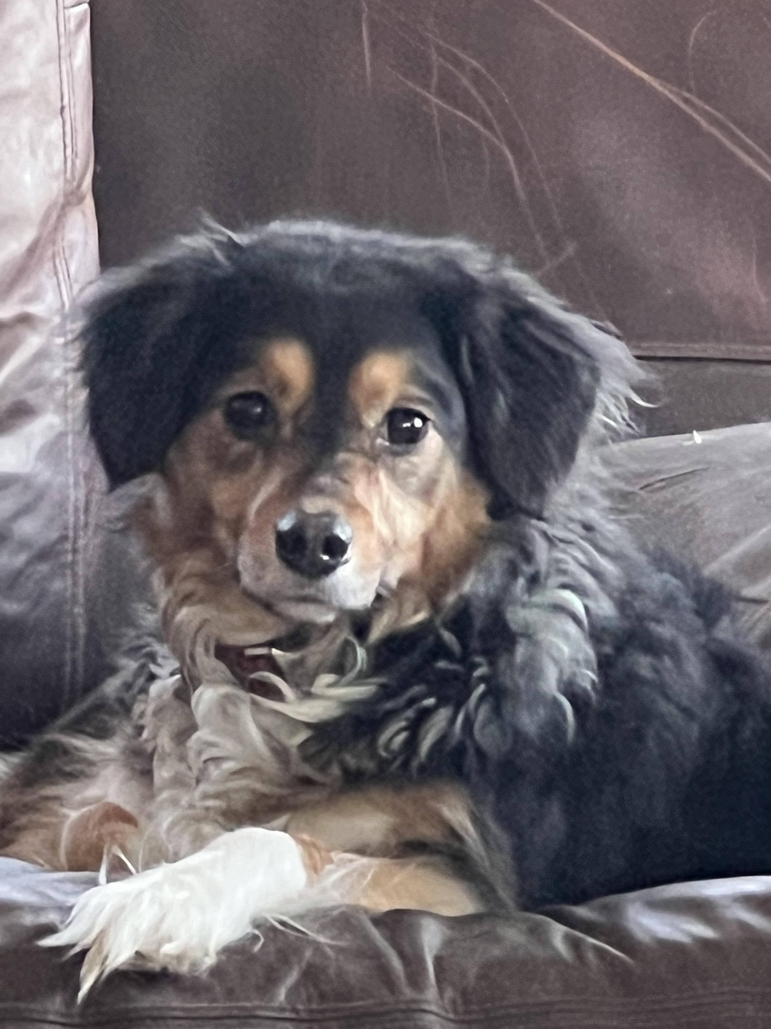 Sadie, a Adoptable mixed breed in Nashville, TN image 2/6