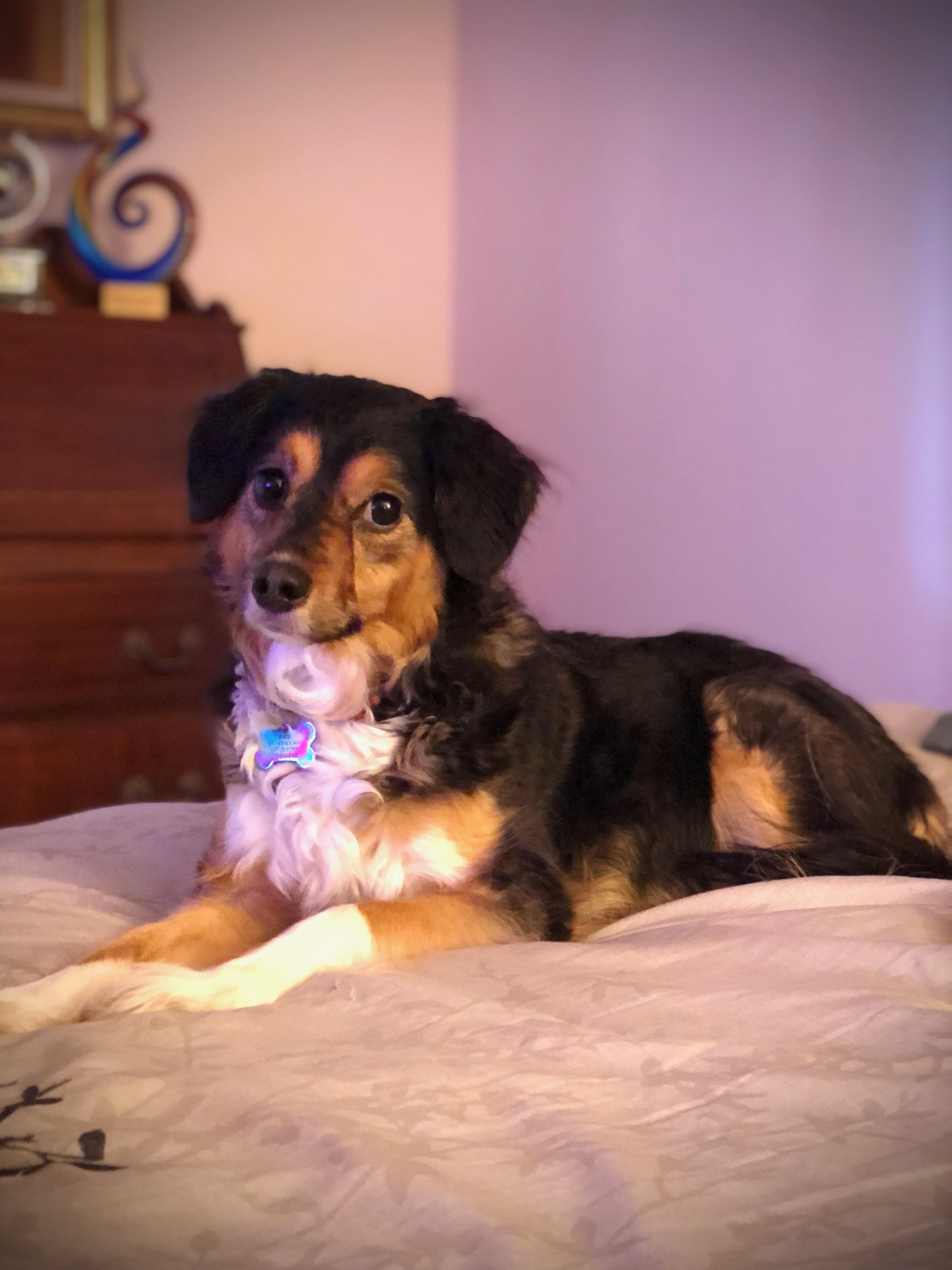 Sadie, a Adoptable mixed breed in Nashville, TN image 5/6