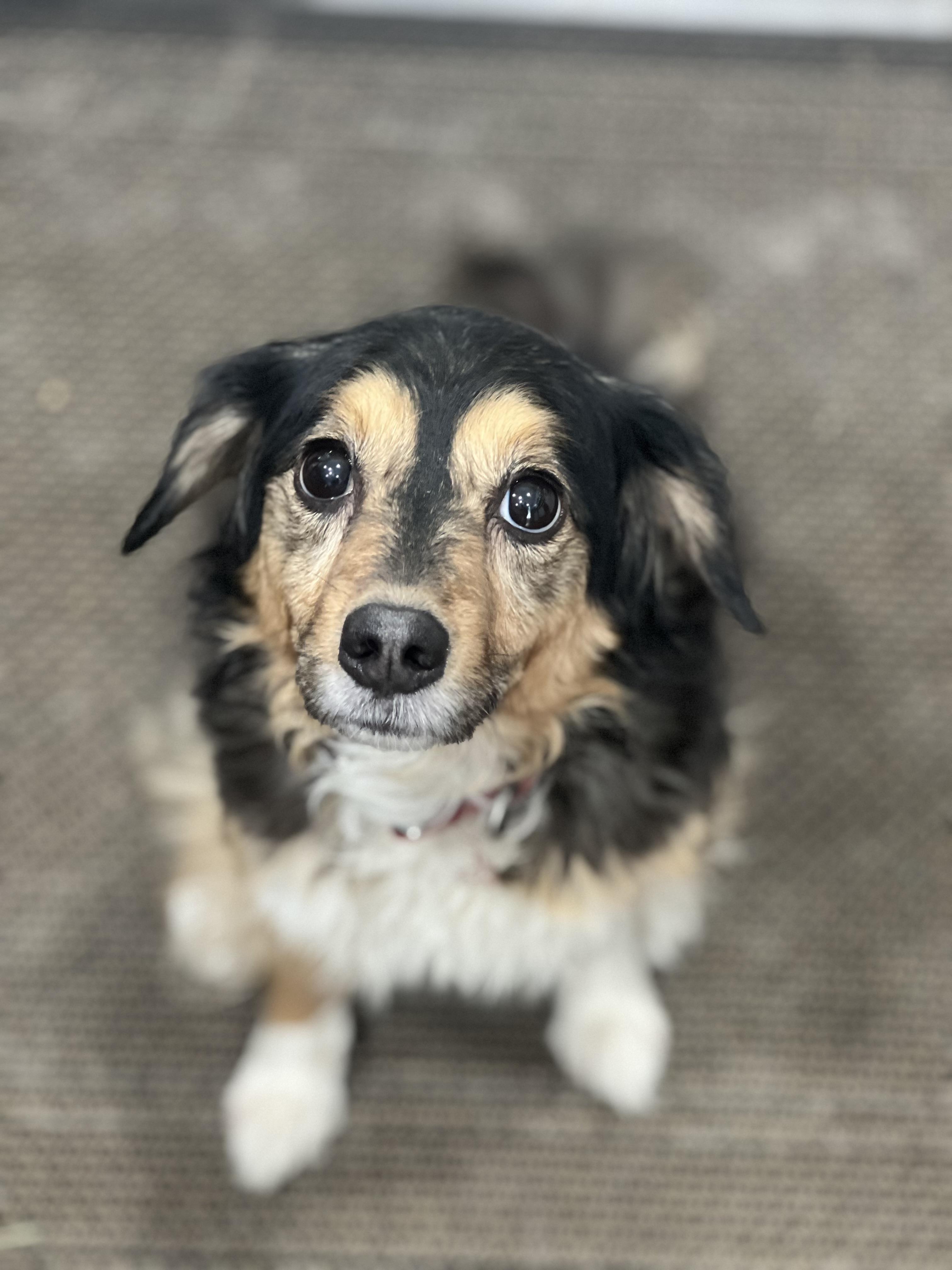 Sadie, a Adoptable mixed breed in Nashville, TN image 6/6