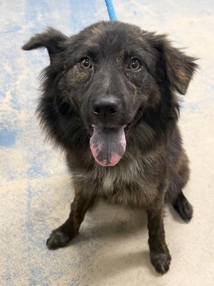 Linda, a ADOPTABLE mixed breed in Inverness, FL image 2/3