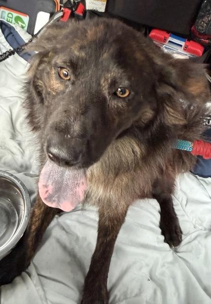 Linda, a ADOPTABLE mixed breed in Inverness, FL image 3/3