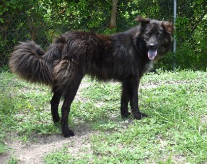 Linda, ADOPTABLE, Adult Female Border Collie & Australian Shepherd.