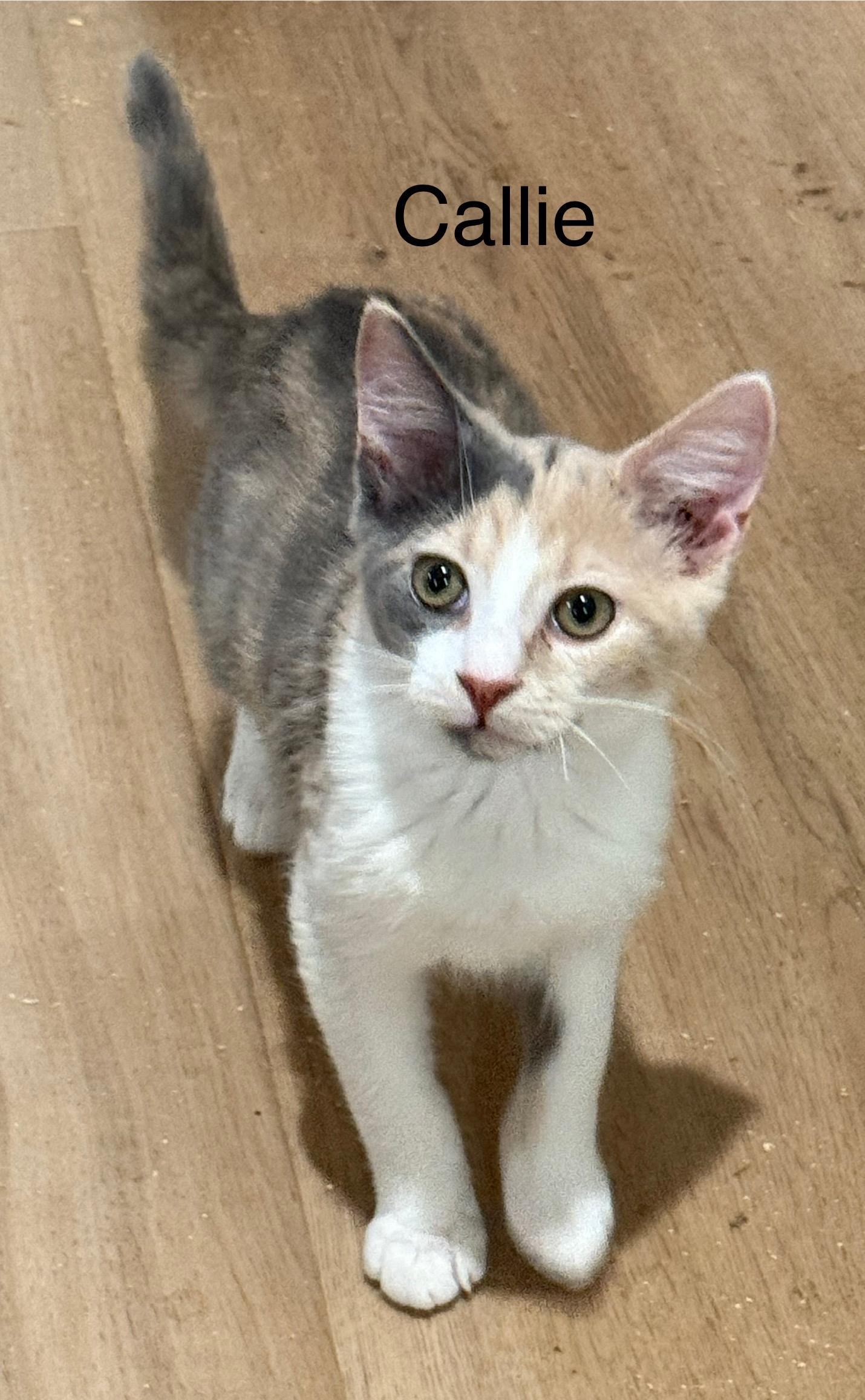 Callie, Baby Female unknown