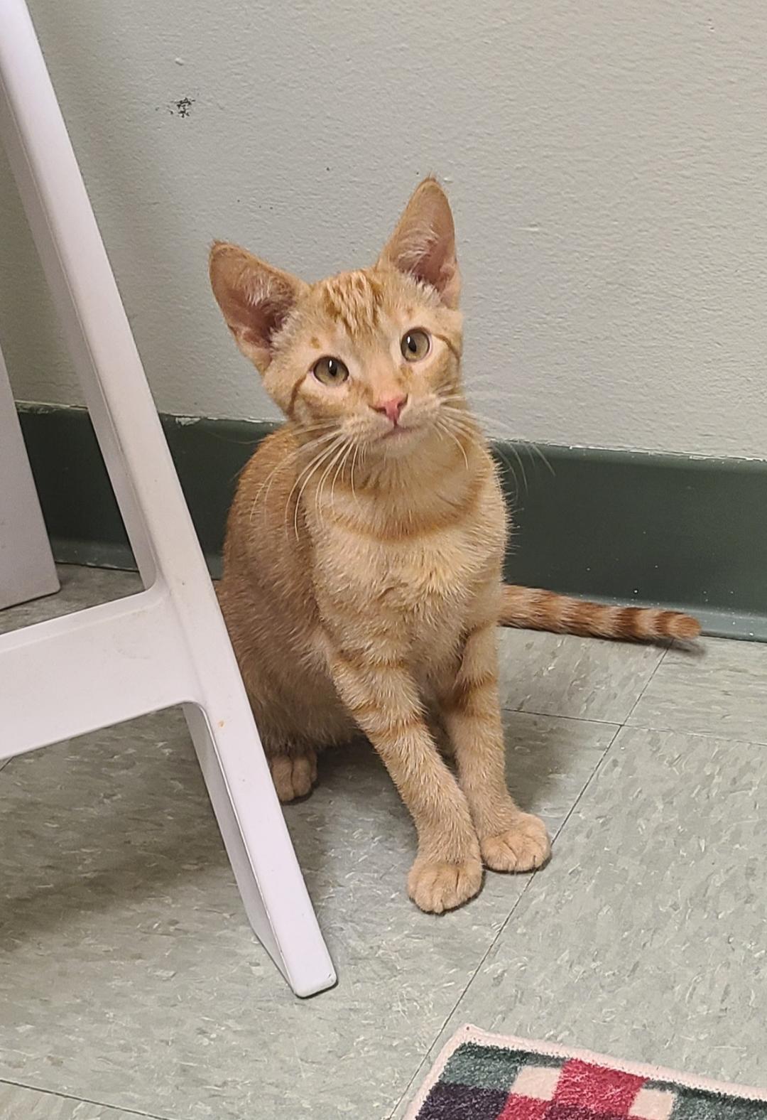 Bary & Bronto, ADOPTABLE, Kitten Male Domestic Short Hair.