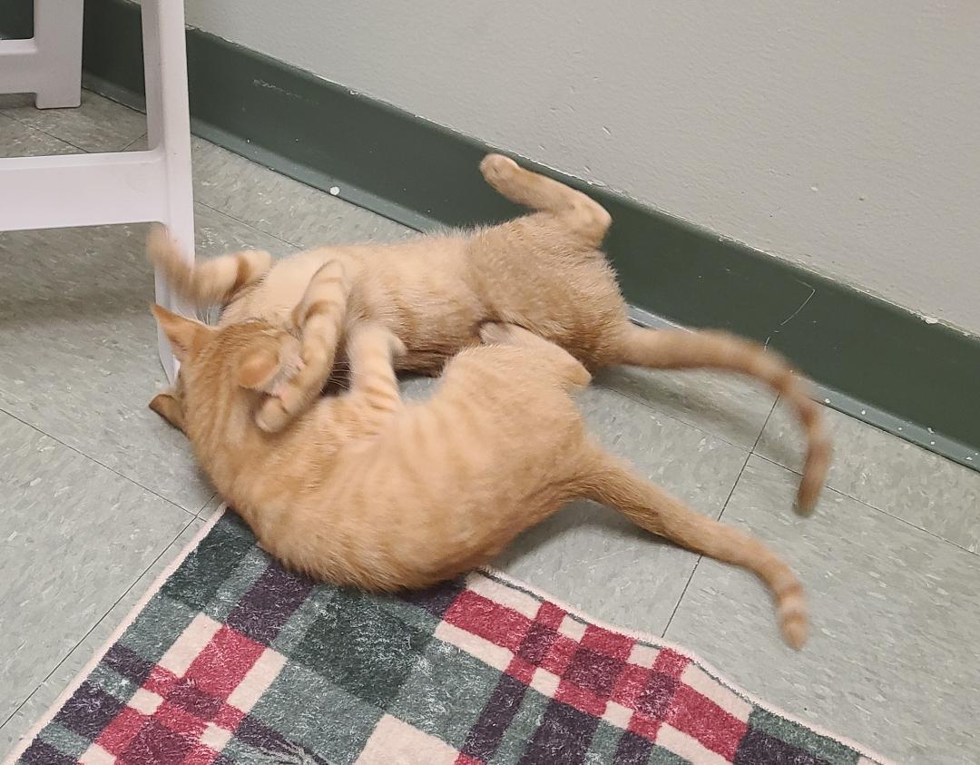 Enlarge Bary & Bronto, a ADOPTABLE Domestic Short Hair in Kirkland, WA image 2/5