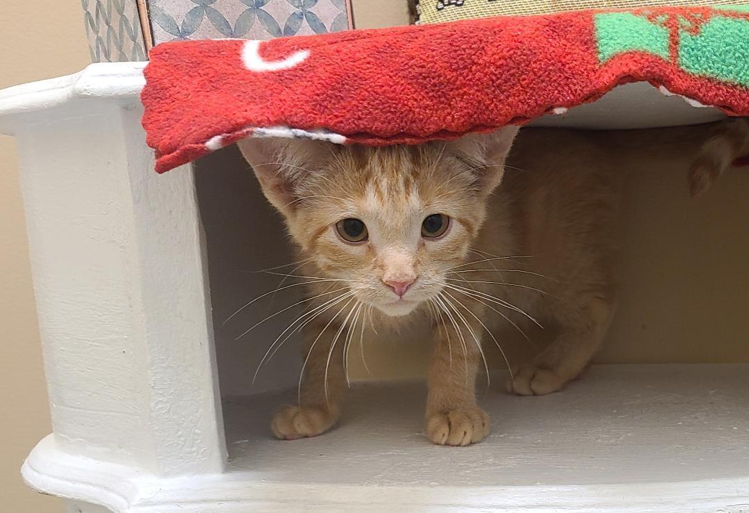 Enlarge Bary & Bronto, a ADOPTABLE Domestic Short Hair in Kirkland, WA image 3/5