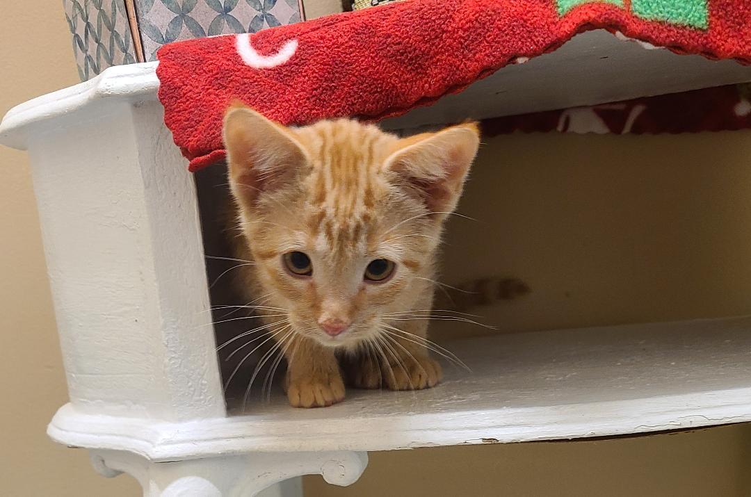 Enlarge Bary & Bronto, a ADOPTABLE Domestic Short Hair in Kirkland, WA image 4/5