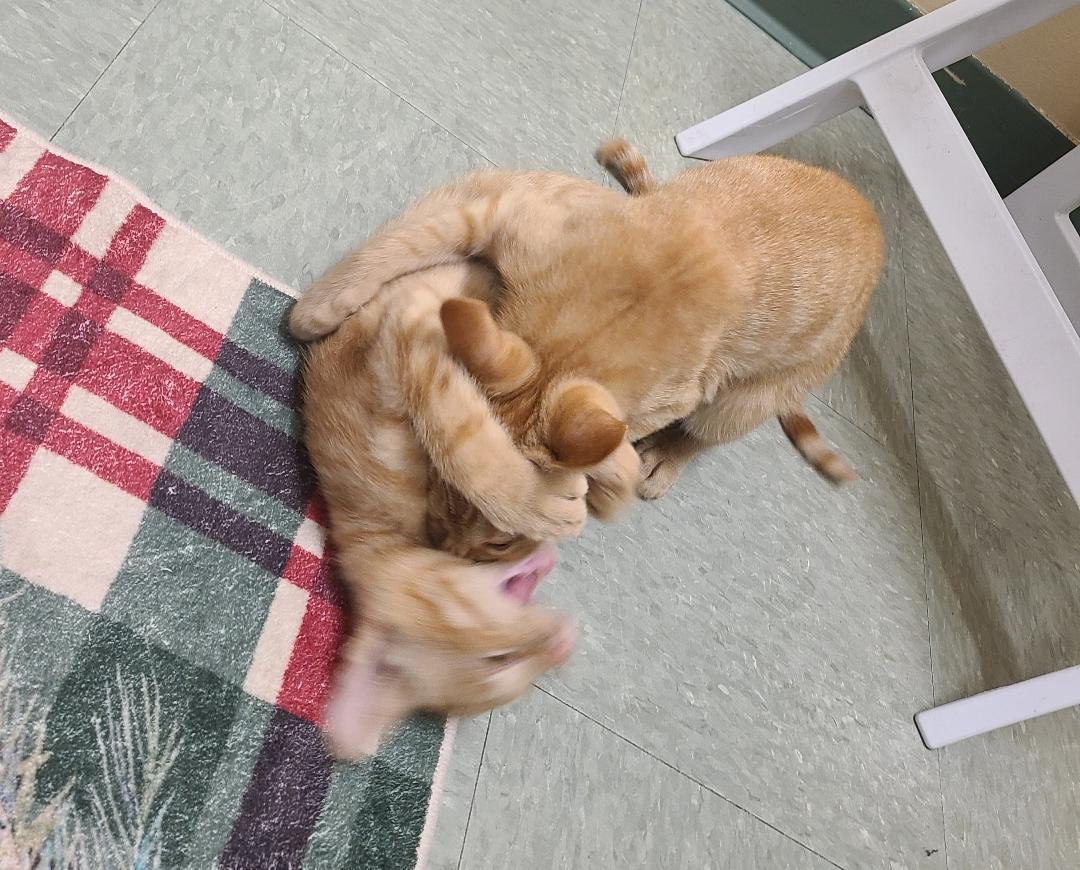 Enlarge Bary & Bronto, a ADOPTABLE Domestic Short Hair in Kirkland, WA image 5/5