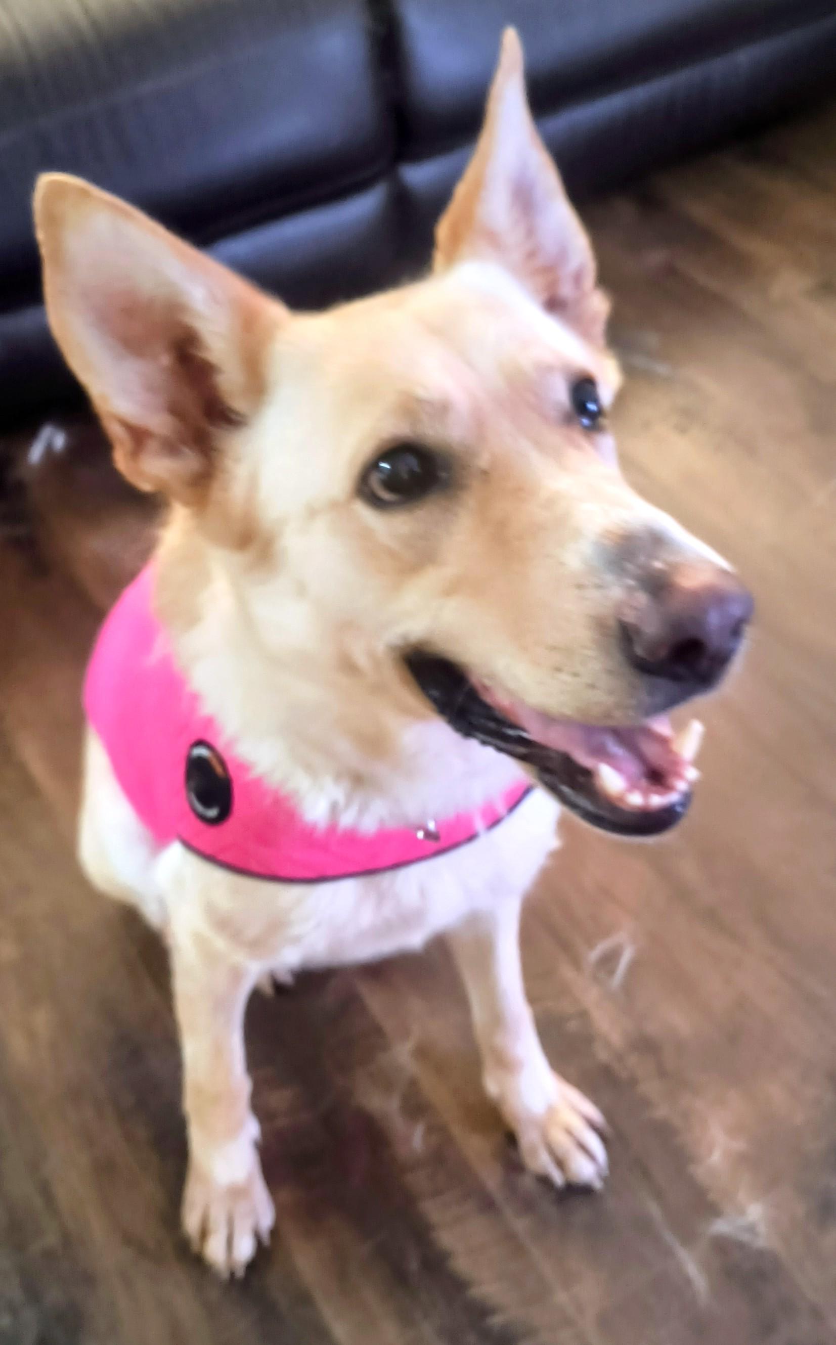 Enlarge Goldie, beautiful golden shepherd girl, a ADOPTABLE mixed breed in Virginia Beach, VA image 3/6